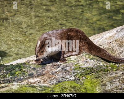 Eurasischer Flussotter beim Sonnenbaden Stockfoto