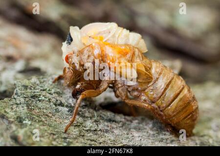 Brut X cicada (Magicicada) Häutung - aus Exoskelett, Mai 2021 - Virginia USA Stockfoto