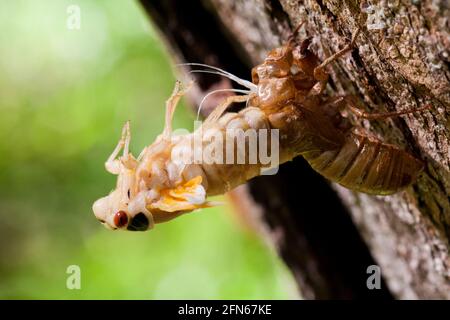 Brut X cicada (Magicicada) Häutung - aus Exoskelett, Mai 2021 - Virginia USA Stockfoto