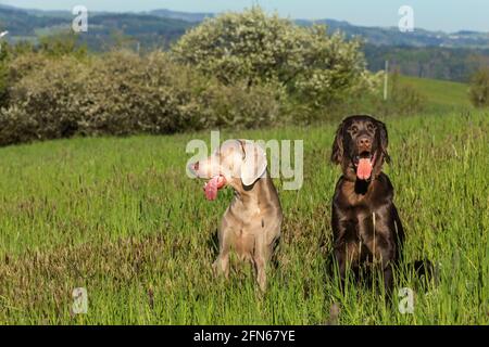 Frühlingsmorgen auf der Jagd mit Hunden. Brauner, flach beschichteter Retriever-Welpe und Weimarane auf einer Frühlingswiese. Jagdsaison. Stockfoto