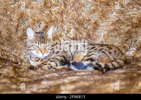 Bengalkatze auf dem Sofa liegend, auf einer weichen Decke, schönes Haustier Stockfoto