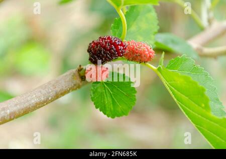 Maulbeeren Auf Baumzweig Stockfoto