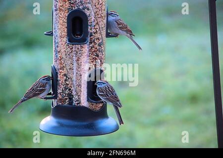 Drei Singsparrows Stockfoto
