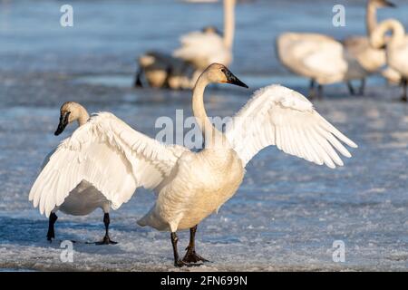 Wilder, arktischer Tundra-Trompeter-Schwan im offenen Wasser, der mit flatternden Flügeln abheben und fliegen wird. Aufgenommen im Frühling auf ihrer Wanderroute. Stockfoto