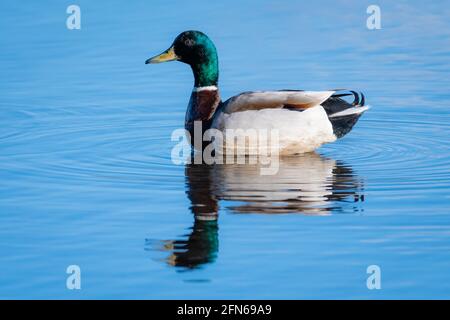 Mallard Duck am Forfar Loch Stockfoto