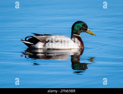 Stockente Stockfoto