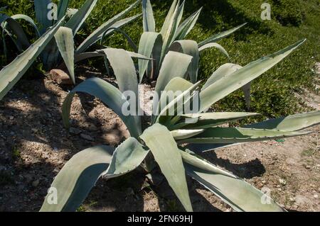 Сactus Aloe Vera Sukulente Pflanze aus nächster Nähe wächst auf dem Boden in Marokko. Tropische Pflanzen. Stockfoto