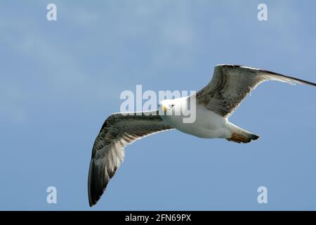 Eine einzelne Möwe fing mitten in der Luft gegen einen schlichten blauen Himmel. Dieser schaut direkt auf die Kamera. Stockfoto