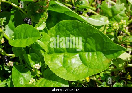 Blatt Der Pflanze Basella Alba (Spinat) Stockfoto