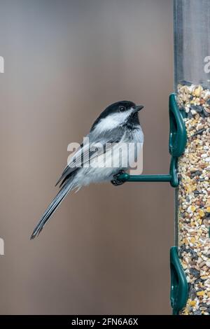 Kleiner weißer, grauer und schwarzer Chickadee-Vogel steht auf der Seite eines Vogelfutterhäuschen im borealen Wald. Stockfoto