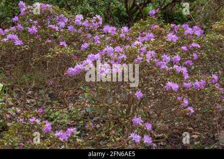 Rhododendron Hippophaeoides blue silver, ein kleiner, blättriger, kompakter Strauch Stockfoto