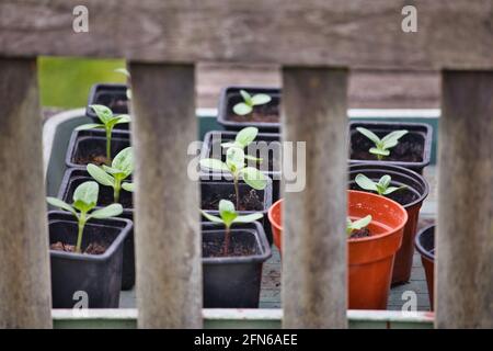 Junge Sonnenblumenkeimlinge (Helianthus Annuus) in Töpfen außerhalb zum Aushärten von Akklimatisierung vor der Aussaat. Konzept von Grow Your Own Stockfoto