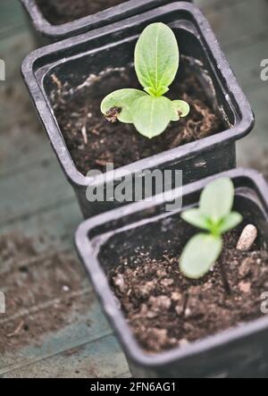 Junge Sonnenblumenkeimlinge (Helianthus Annuus) in Töpfen außerhalb zum Aushärten von Akklimatisierung vor der Aussaat. Konzept von Grow Your Own Stockfoto