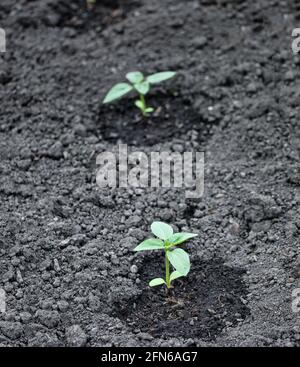 Junge homegrown Sonnenblumen (Helianthus Annuus) Pflanzen Sämlinge neu gepflanzt außerhalb und tränkte in. Konzept von homegrown, wachsen Sie Ihre eigenen, Frühling Stockfoto