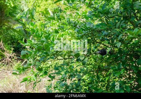 Wachsende Kalk-Pflanze Stockfoto