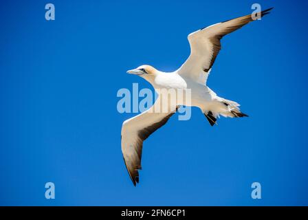 Eleganter Flyer: Ein australasischer Gannet im Flug über Cape Kidnappers bei Napier, Neuseeland. Stockfoto