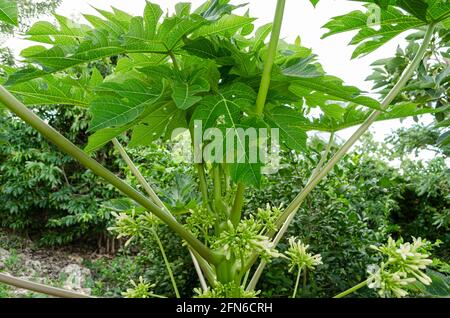 Papaya Blätter Und Blumen Stockfoto