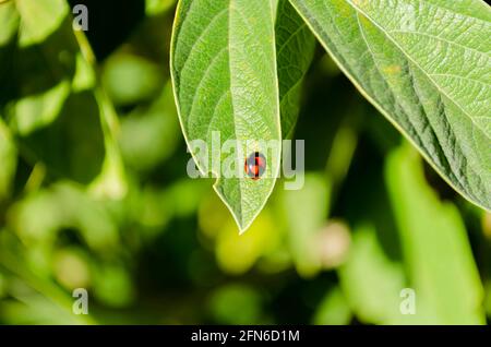 Marienkäfer Auf Gungu Leaf Stockfoto