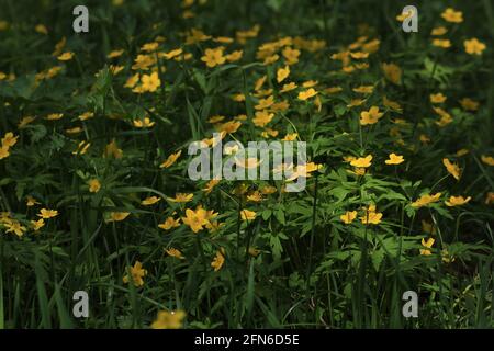 Anemonoides ranunculoides, Yellow Anemone, Yellow Wood Anemone. Sonniger Rasen mit gelben Blüten und grünem Laub im Frühling. Stockfoto