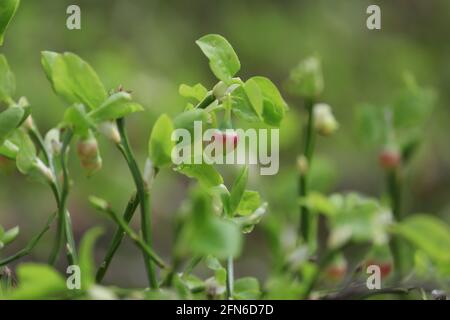 Vaccinium myrtillus, Heidelbeere, Blaubeere, Weißbeere, Blaubeere, Gewöhnliche Heidelbeere, Hurtleberry. Vaccinium myrtillus blüht. Stockfoto