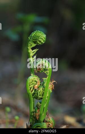 Matteuccia struthiopteris, Fiddle Fern, Straußenfarn, Federockenfarn. Grüne junge Austriebe von Straußenfarn, ähnlich wie Locken oder Spiralen. Stockfoto