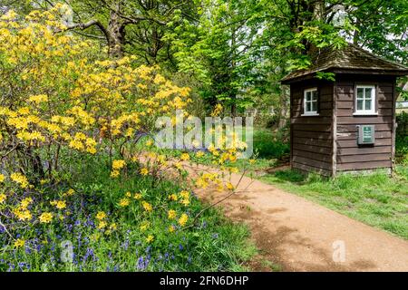 Frühling in der Isabella Plantation Richmond Park London Stockfoto