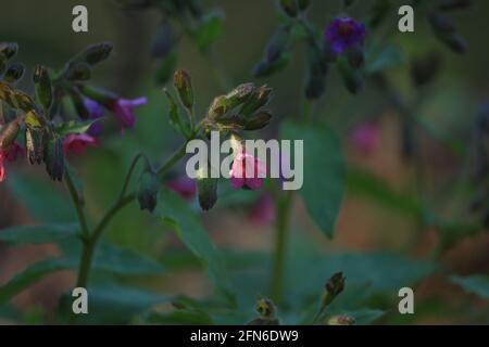 Pulmonaria obscura, Suffolk-Lungkraut. Rosa und lila kleine Blüten von Lungenkraut in grünem Laub im Sonnenlicht auf einer Waldlichtung am Abend im Frühjahr Stockfoto