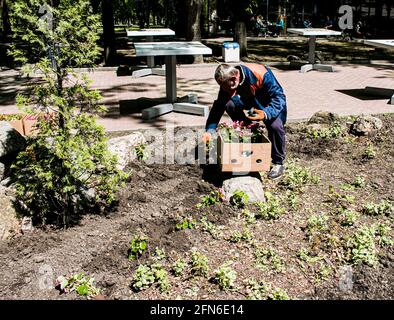 Dnepropetrovsk, Ukraine - 09.05.2021: Mitarbeiter der Stadt kommunalen Service-Anlage Blumen auf den Blumenbeeten der Stadt. Stockfoto
