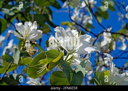 Weiße Orchideenbaumblumen (Bauhinia variegata alba) Stockfoto