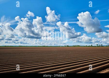 Spargelfelder in Zuelpich Stockfoto