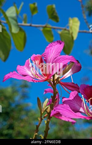 Rosafarbene Orchideenbaumblume (Bauhinia blakeana) Stockfoto