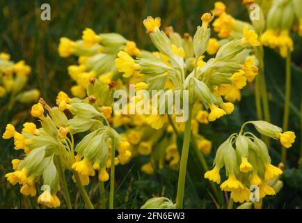 Leuchtend gelbe Frühlingscowslips, die wild auf offenen Wiesen wachsen Salisbury Plain militärisches Trainingsgebiet Stockfoto