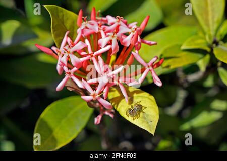 Jungle Geranium (Ixora coccinea) und Spinne Stockfoto