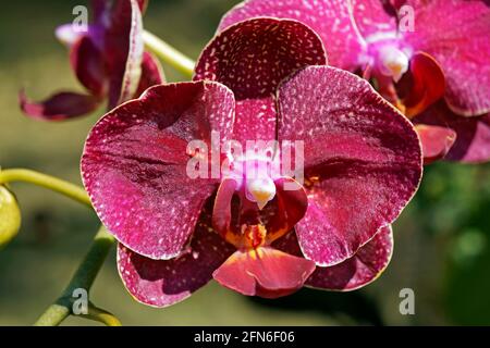 Rosa Orchidee im Garten, Phalaenopsis Stockfoto