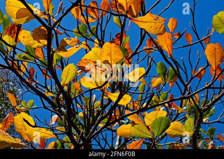 Tropische Mandelblätter im Herbst (Terminalia catappa) Stockfoto