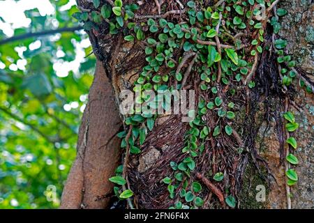 Epiphytische Pflanzen auf Baumstamm Stockfoto