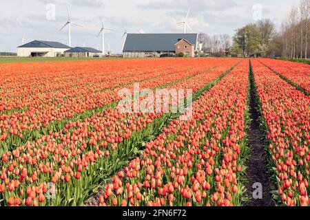 Holländisches orangefarbenes Tulpenfeld mit Bauernhaus und Windturbinen Stockfoto
