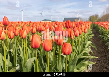 Holländisches orangefarbenes Tulpenfeld mit Bauernhaus und Windturbinen Stockfoto