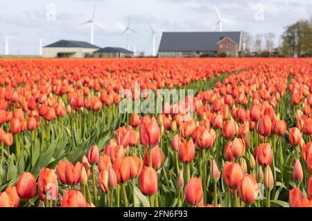 Holländisches orangefarbenes Tulpenfeld mit Bauernhaus und Windturbinen Stockfoto