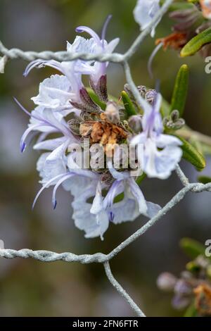 Rosmarinus Prostratus Gruppe – Wildwasser Silber Blüten und Laub, mit Drahtzaun Kontrast Stockfoto