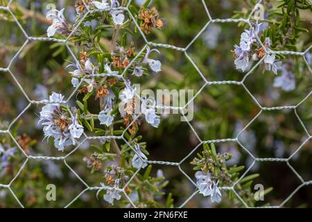 Rosmarinus Prostratus Gruppe – Wildwasser Silber Blüten und Laub, mit Drahtzaun Kontrast Stockfoto