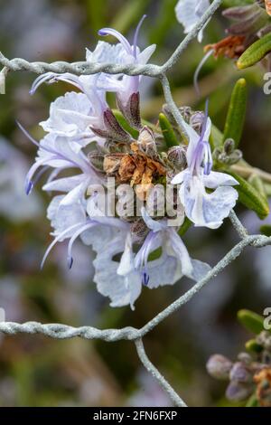 Rosmarinus Prostratus Gruppe – Wildwasser Silber Blüten und Laub, mit Drahtzaun Kontrast Stockfoto