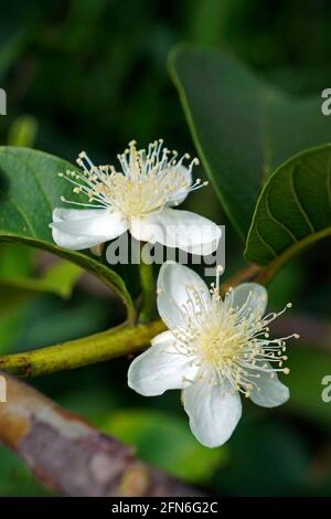 Guava blüht im tropischen Regenwald Stockfoto