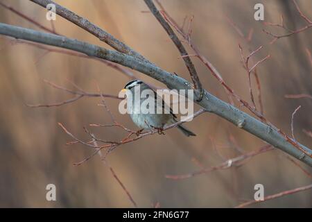 Ein kleiner grauer, brauner und weißer Chickadee-Vogel, der im Frühjahr im borealen Wald im Norden Kanadas gesehen wurde. Stehen auf Ästen im Baum. Stockfoto