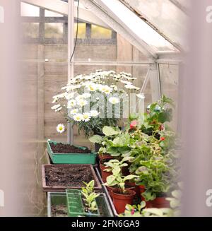 Pflanzen, die im Inneren eines kleinen Gartengewächshauses wachsen, Großbritannien. Stockfoto