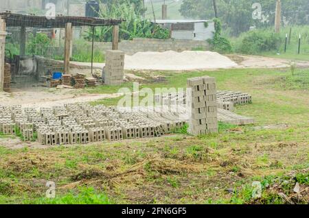 Wachsende Mimosa-Pflanze Stockfoto