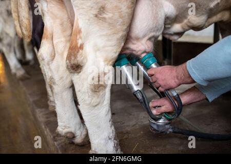 Nahaufnahme der Hände des Landwirts, der die Melkmaschine auf die Kuh legt Euter auf der Ranch Stockfoto