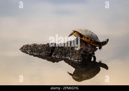 Eine Schildkröte auf einem Stück Treibholz Stockfoto