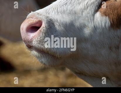 Nahaufnahme der Hände des Landwirts, der die Melkmaschine auf die Kuh legt Euter auf der Ranch Stockfoto