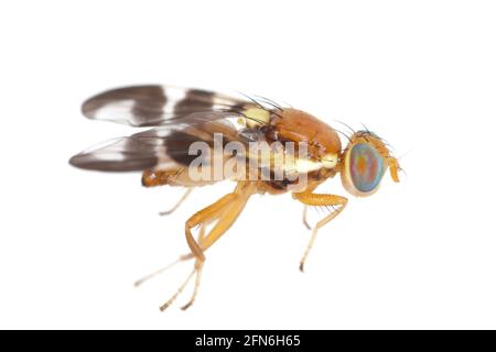 Walnussschalen-Fliege (Rhagoletis completa) ist es Quarantäneart von Tephritiden oder Fruchtfliegen, deren Larven Walnüsse schädigen. Isoliert auf weißem Hintergrund Stockfoto